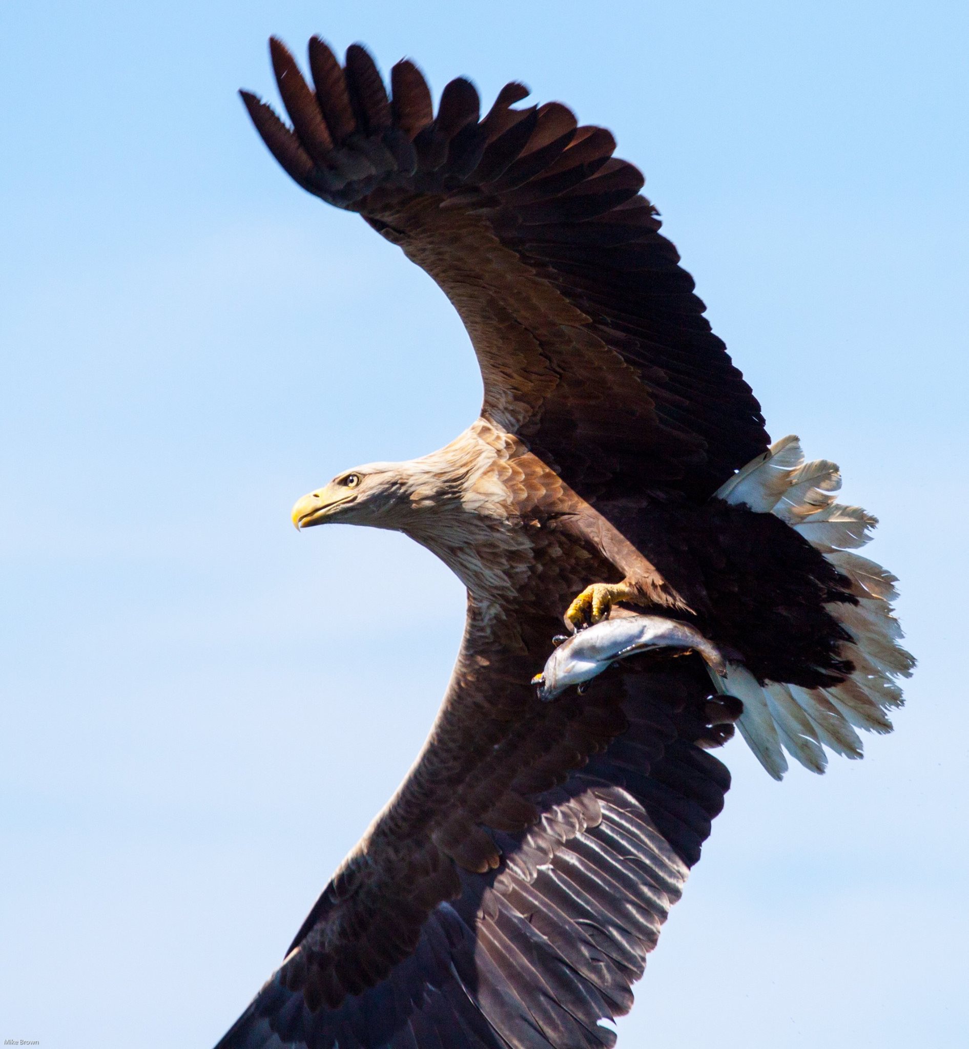 Eagle Walk